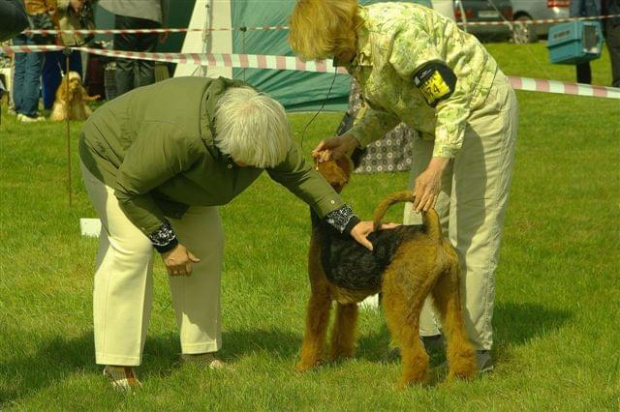 Alytus Dog Show 2011 #AiredaleTerrierRuvido