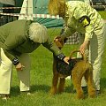 Alytus Dog Show 2011 #AiredaleTerrierRuvido