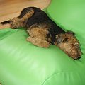 airedale Ruvido #AiredaleTerrierRuvido