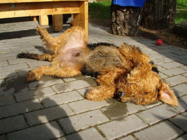 airedale Ruvido #AiredaleTerrierRuvido