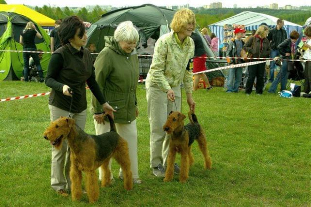 Alytus Dog Show 2011 #AiredaleTerrierRuvido