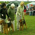 Alytus Dog Show 2011 #AiredaleTerrierRuvido