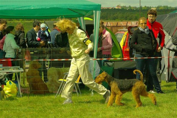 Alytus Dog Show 2011 #AiredaleTerrierRuvido