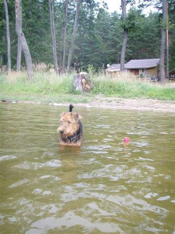 airedale Ruvido #AiredaleTerrierRuvido