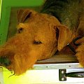 airedale Ruvido #AiredaleTerrierRuvido