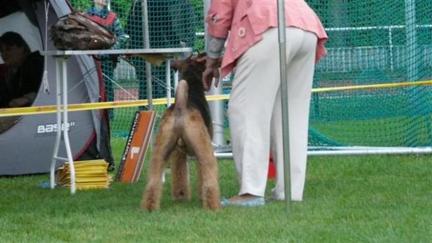 Wystawy psów #AiredaleTerrier #ruvido #szczenięta #terrier