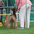 Wystawy psów #AiredaleTerrier #ruvido #szczenięta #terrier