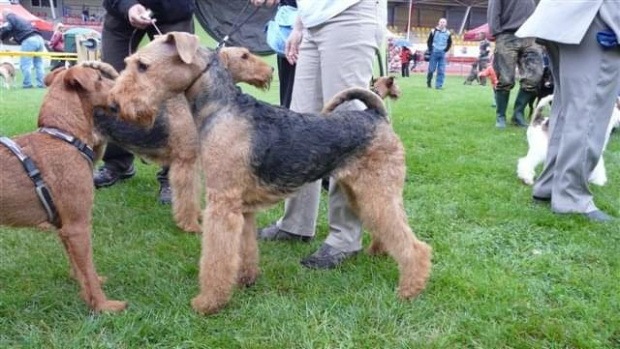 Wystawy psów #AiredaleTerrier #ruvido #szczenięta #terrier