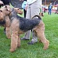 Wystawy psów #AiredaleTerrier #ruvido #szczenięta #terrier