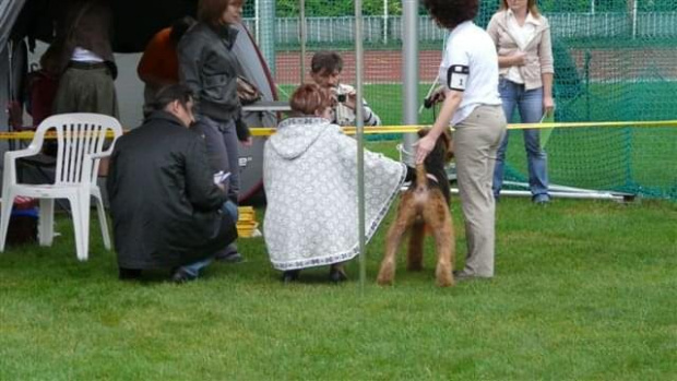 Wystawy psów #AiredaleTerrier #ruvido #szczenięta #terrier