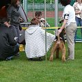 Wystawy psów #AiredaleTerrier #ruvido #szczenięta #terrier