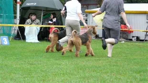 Wystawy psów #AiredaleTerrier #ruvido #szczenięta #terrier