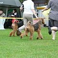 Wystawy psów #AiredaleTerrier #ruvido #szczenięta #terrier