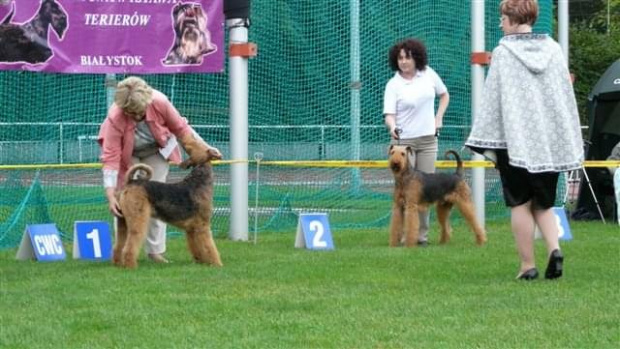 Wystawy psów #AiredaleTerrier #ruvido #szczenięta #terrier