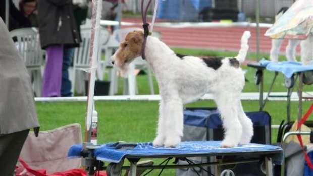 Wystawy psów #AiredaleTerrier #ruvido #szczenięta #terrier