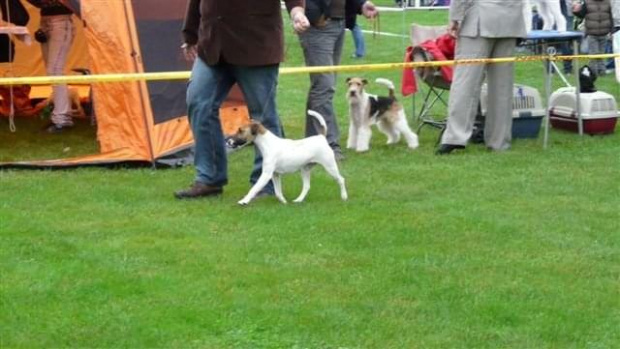 Wystawy psów #AiredaleTerrier #ruvido #szczenięta #terrier