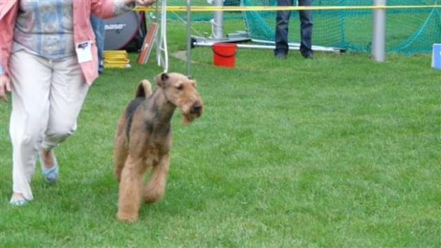 Wystawy psów #AiredaleTerrier #ruvido #szczenięta #terrier