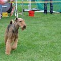 Wystawy psów #AiredaleTerrier #ruvido #szczenięta #terrier