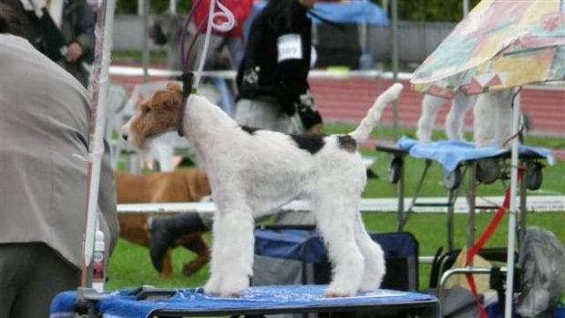 Wystawy psów #AiredaleTerrier #ruvido #szczenięta #terrier