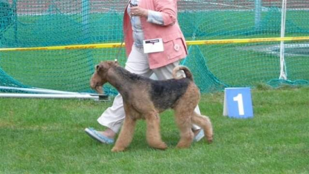 Wystawy psów #AiredaleTerrier #ruvido #szczenięta #terrier