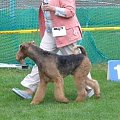 Wystawy psów #AiredaleTerrier #ruvido #szczenięta #terrier