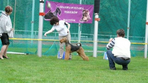 Wystawy psów #AiredaleTerrier #ruvido #szczenięta #terrier