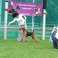 Wystawy psów #AiredaleTerrier #ruvido #szczenięta #terrier