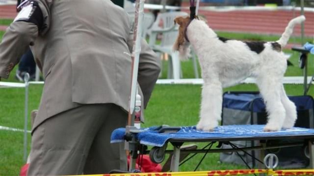 Wystawy psów #AiredaleTerrier #ruvido #szczenięta #terrier