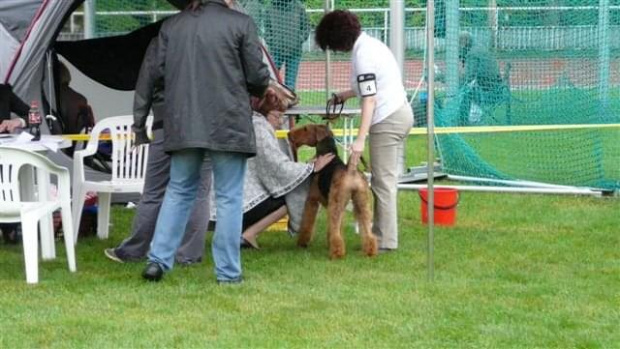 Wystawy psów #AiredaleTerrier #ruvido #szczenięta #terrier