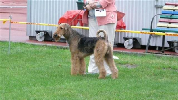 Wystawy psów #AiredaleTerrier #ruvido #szczenięta #terrier