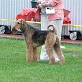 Wystawy psów #AiredaleTerrier #ruvido #szczenięta #terrier