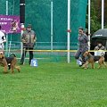 Wystawy psów #AiredaleTerrier #ruvido #szczenięta #terrier