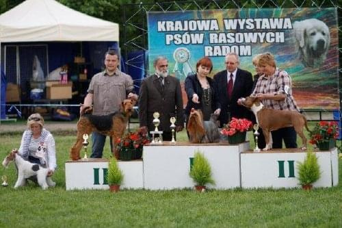 Wystawy psów #AiredaleTerrier #ruvido #szczenięta #terrier