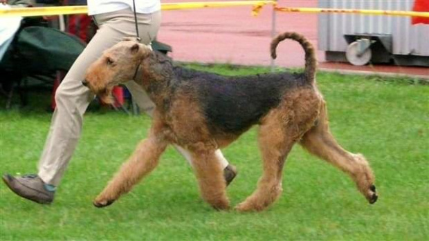 Wystawy psów #AiredaleTerrier #ruvido #szczenięta #terrier