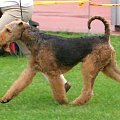 Wystawy psów #AiredaleTerrier #ruvido #szczenięta #terrier