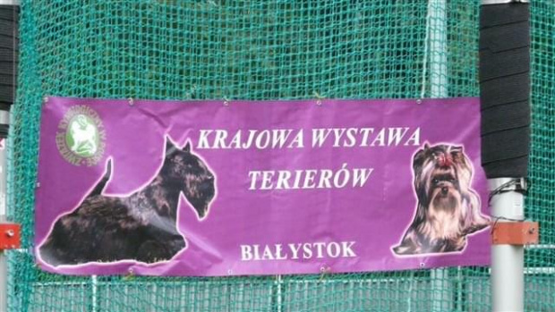 Wystawy psów #AiredaleTerrier #ruvido #szczenięta #terrier