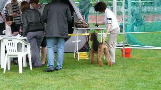 Wystawy psów #AiredaleTerrier #ruvido #szczenięta #terrier