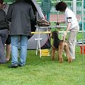 Wystawy psów #AiredaleTerrier #ruvido #szczenięta #terrier