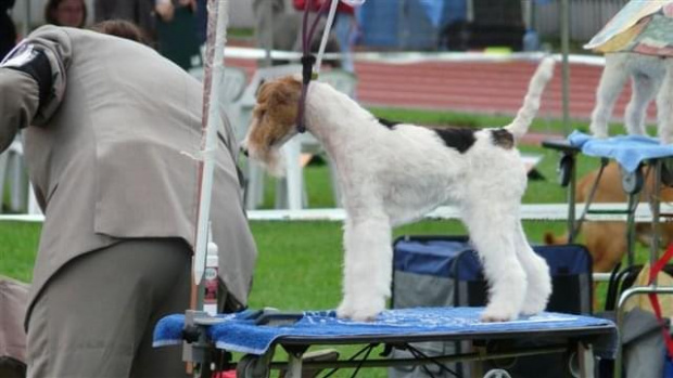 Wystawy psów #AiredaleTerrier #ruvido #szczenięta #terrier