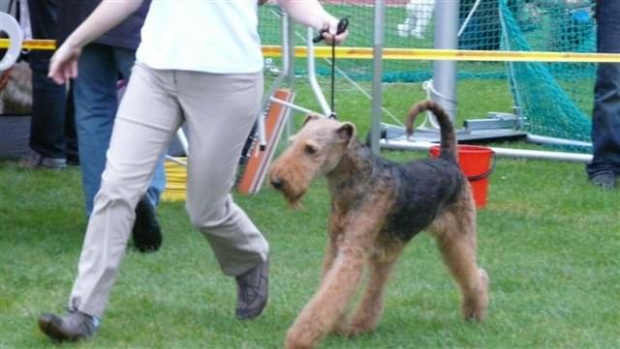 Wystawy psów #AiredaleTerrier #ruvido #szczenięta #terrier