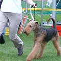 Wystawy psów #AiredaleTerrier #ruvido #szczenięta #terrier