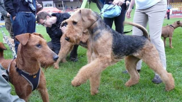 Wystawy psów #AiredaleTerrier #ruvido #szczenięta #terrier