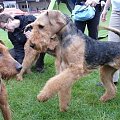 Wystawy psów #AiredaleTerrier #ruvido #szczenięta #terrier