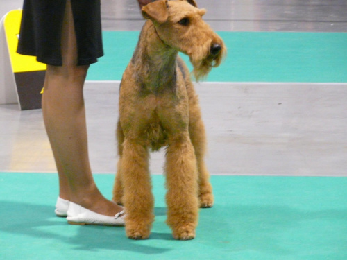 airedale ruvido wystawy #AiredaleTerrier #pies #ruvido #szczenięta #terrier