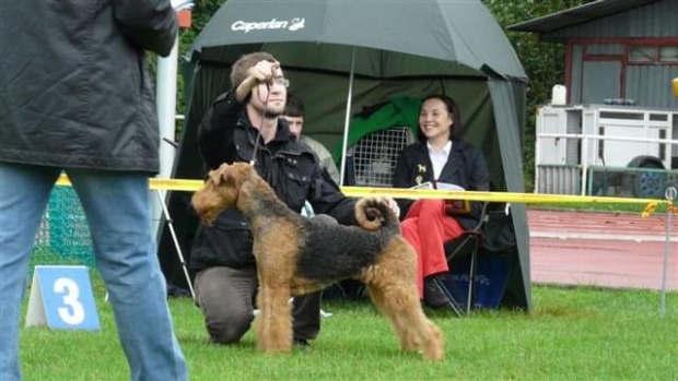 Wystawy psów #AiredaleTerrier #ruvido #szczenięta #terrier