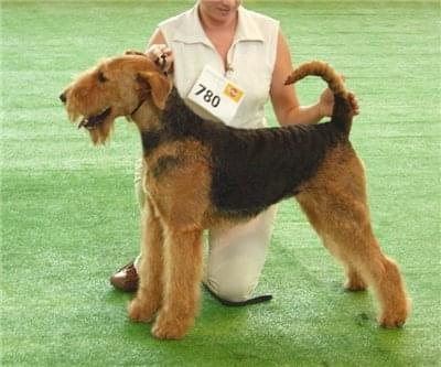 airedale ruvido wystawy #AiredaleTerrier #pies #ruvido #szczenięta #terrier