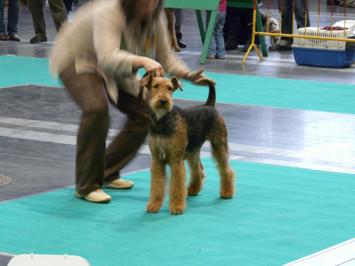 airedale ruvido wystawy #AiredaleTerrier #pies #ruvido #szczenięta #terrier