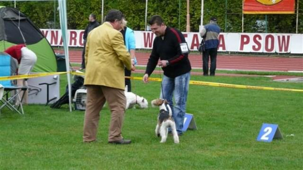 Wystawy psów #AiredaleTerrier #ruvido #szczenięta #terrier