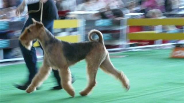 Wystawy psów #airedale #pies #ruvido #szczenięta #terier #terrier