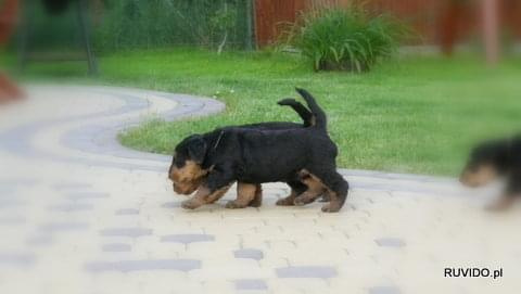 airedale ruvido #AiredaleTerrier #pies #ruvido #szczenięta #terrier